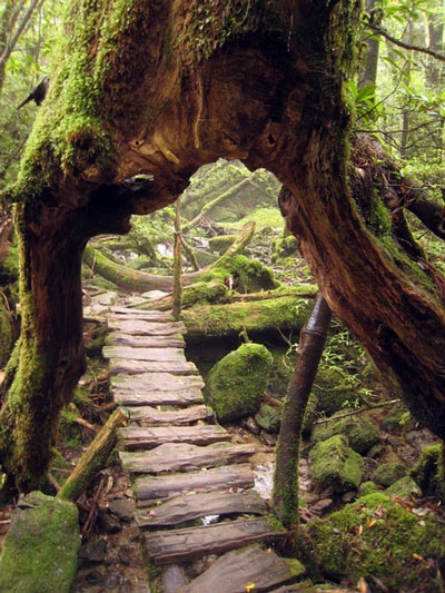 Đảo Yakushima ở Kyushu Đảo Yakushima ở Kyushu