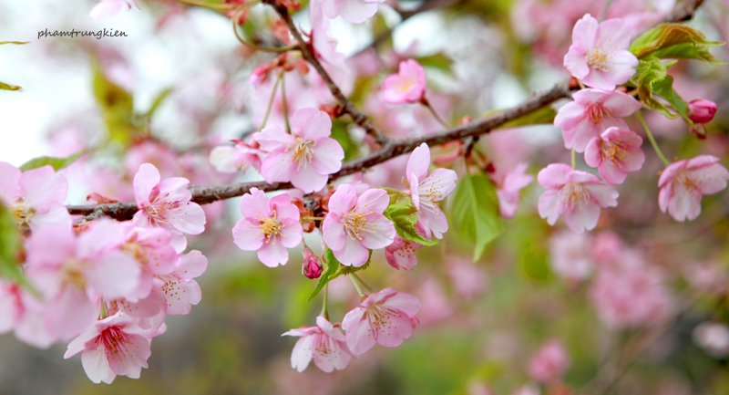 Ý nghĩa hoa Anh Đào Nhật Bản