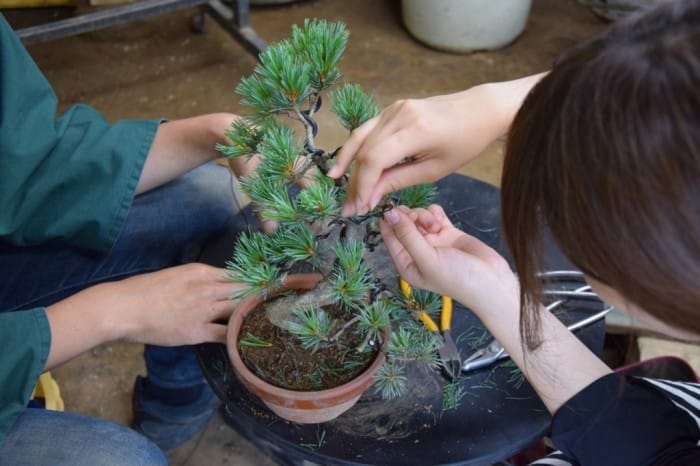 Lớp học Bonsai tại Shunkaen, Tokyo