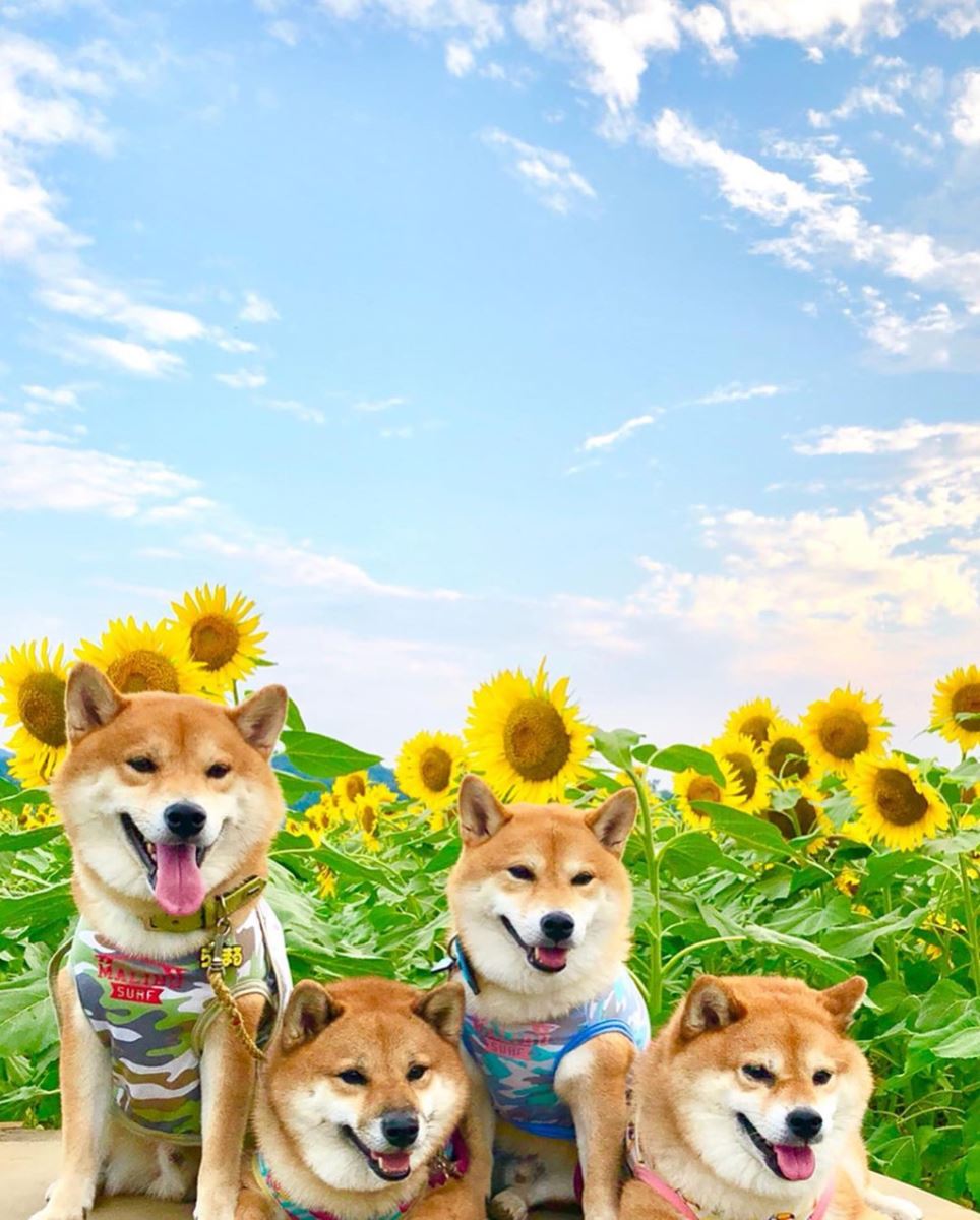 Ngất ngây với cánh đồng hoa hướng dương ở Nhật Bản